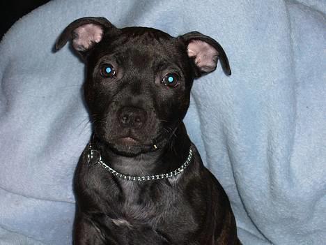 Staffordshire bull terrier Loco billede 15