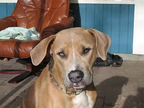 Blanding af racer Malou billede 5