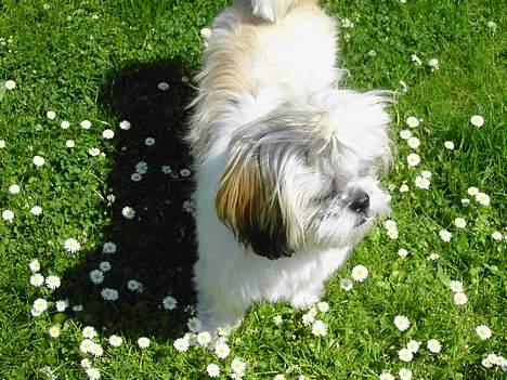 Shih tzu Fiona - i haven billede 3