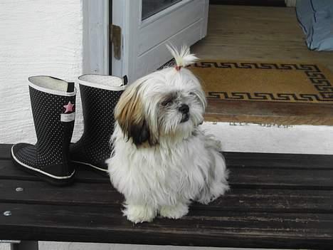 Shih tzu Fiona billede 4