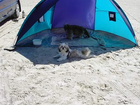 Shih tzu Fiona - På stranden med kæresten billede 5