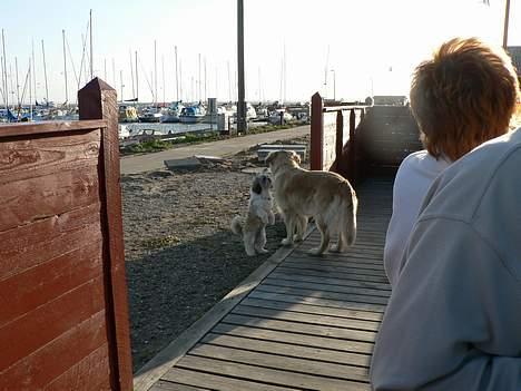 Shih tzu Fiona - Fiona på havnen billede 7