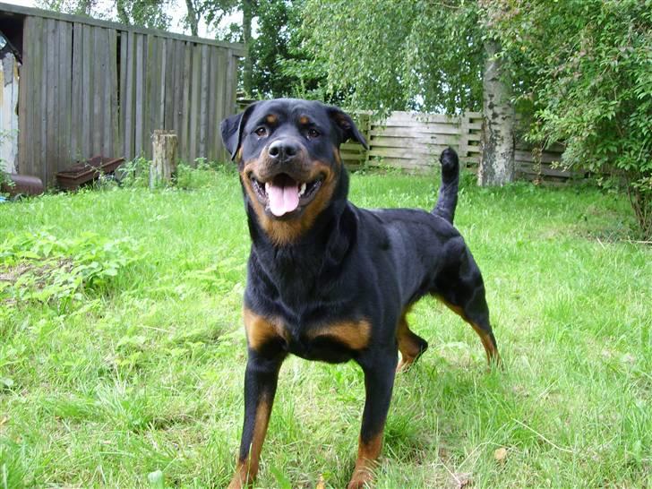 Rottweiler Troja - Det er mig Troja billede 1
