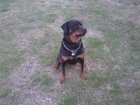 Rottweiler Troja billede 2