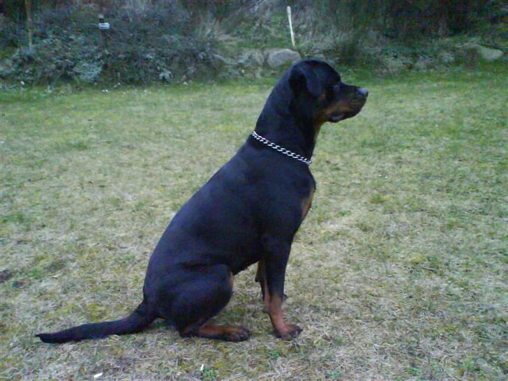 Rottweiler Troja - Hva fanden hva det far? billede 3
