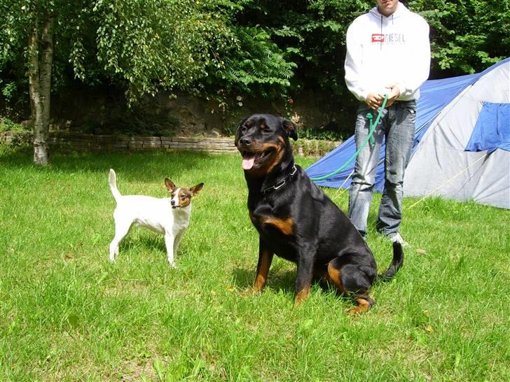 Rottweiler Troja - Her sider jeg sammen med min bedste ven lady billede 4