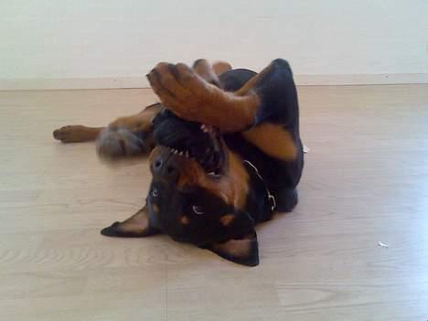 Rottweiler Troja - ligger inde i stuen og leger med en strømpe, faktisk en hun ikke måtte tage :-) billede 5