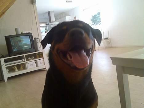 Rottweiler Troja - sidder og leger fotomodel, og charmere sig ind på hendes far billede 6