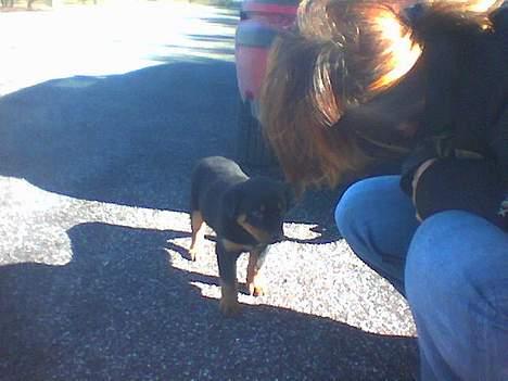 Rottweiler Troja - dagen vi hentede hende. billede 7