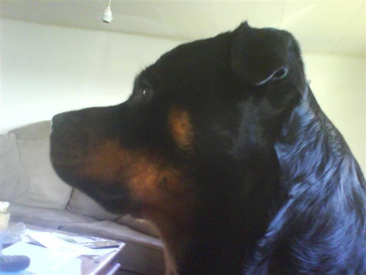 Rottweiler Troja - hva fanden var det billede 8
