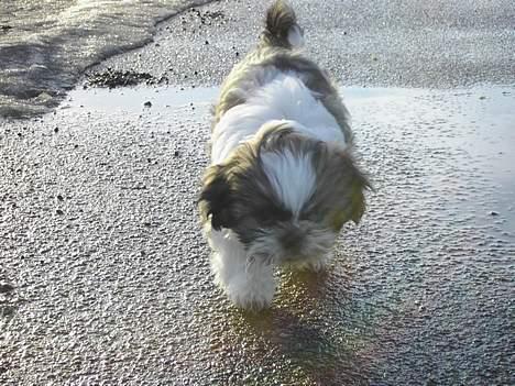 Shih tzu Fiona billede 11