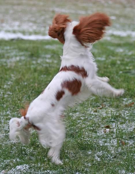 Cavalier king charles spaniel Simba - Se jeg kan flyve!!!                                  11/2-07.  Foto:schnauzerpower.dk billede 18