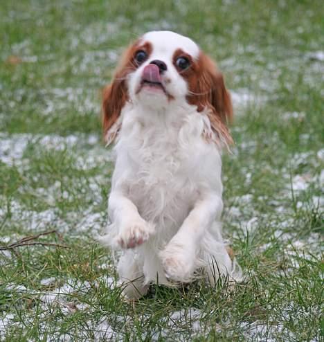 Cavalier king charles spaniel Simba - Jeg kommer nuuuu....                11/2-07.       Foto:schnauzerpower.dk billede 19