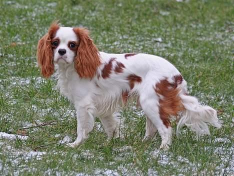 Cavalier king charles spaniel Simba - Er jeg ikke bare ved at blive lækker???           11/2-07.      Foto:schnauzerpower.dk  billede 20