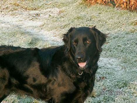 Flat coated retriever Bellis - Hvil i Fred billede 14