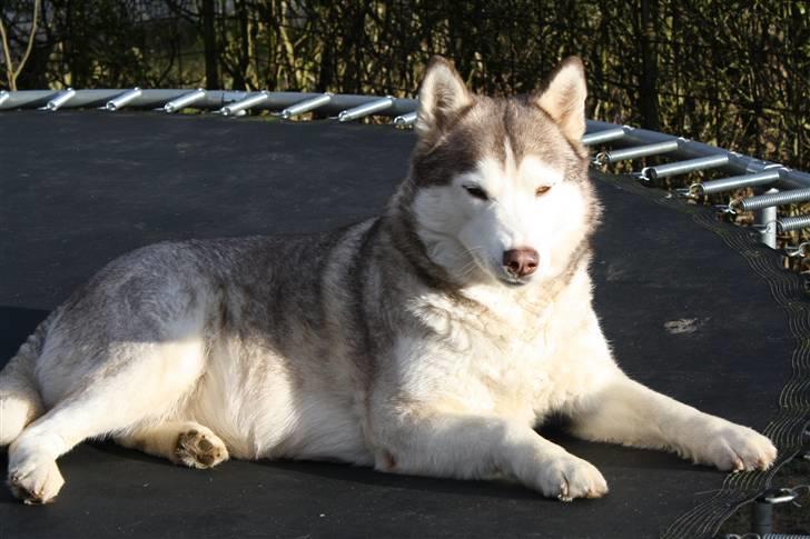 Siberian husky ziemaboras americanbeauty himmel hund - det er en af hvors hunde beauty billede 1