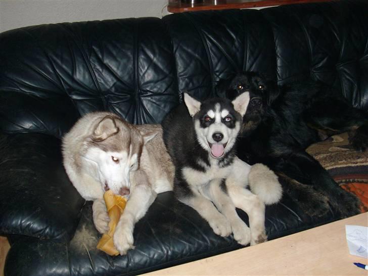 Siberian husky ziemaboras americanbeauty himmel hund - her er nadja og beauty på udstilling billede 2