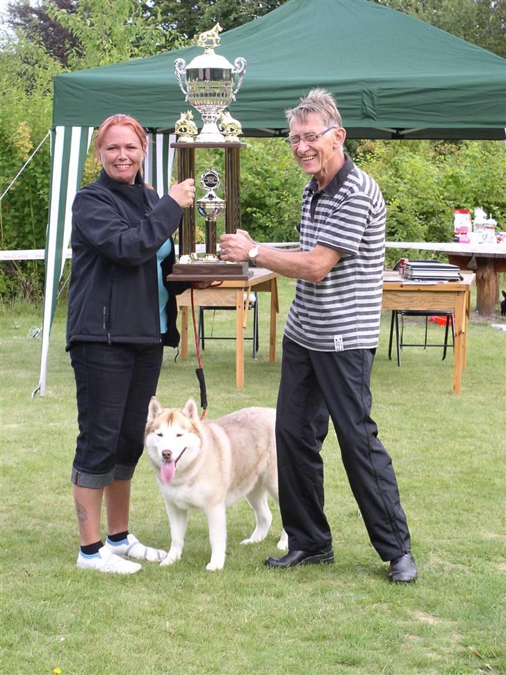 Siberian husky ziemaboras americanbeauty himmel hund - såååååå er beauty blevet træt af at gå i ring billede 3