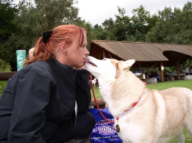 Siberian husky ziemaboras americanbeauty himmel hund - her sidder beauty i skyggen på en varm dag billede 4