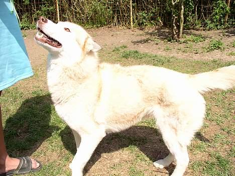 Siberian husky ziemaboras americanbeauty himmel hund - der leger hun med sin mor ude i havn billede 5
