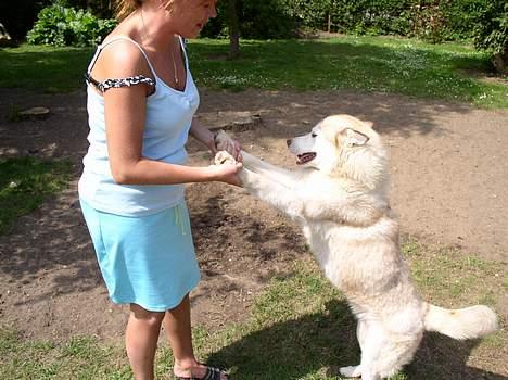 Siberian husky ziemaboras americanbeauty himmel hund - mor leg med miiig jeg er helt vild med det billede 6