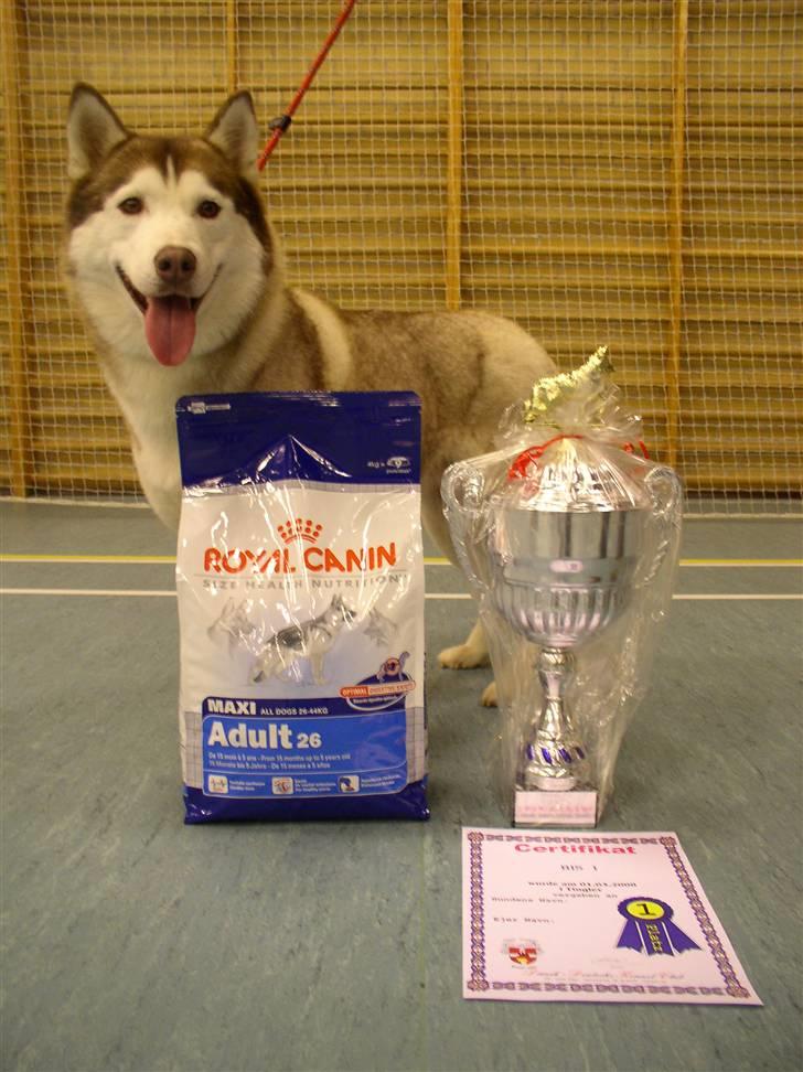 Siberian husky ziemaboras americanbeauty himmel hund - her er beauty fottomodel men det klar hun jo fint  billede 7