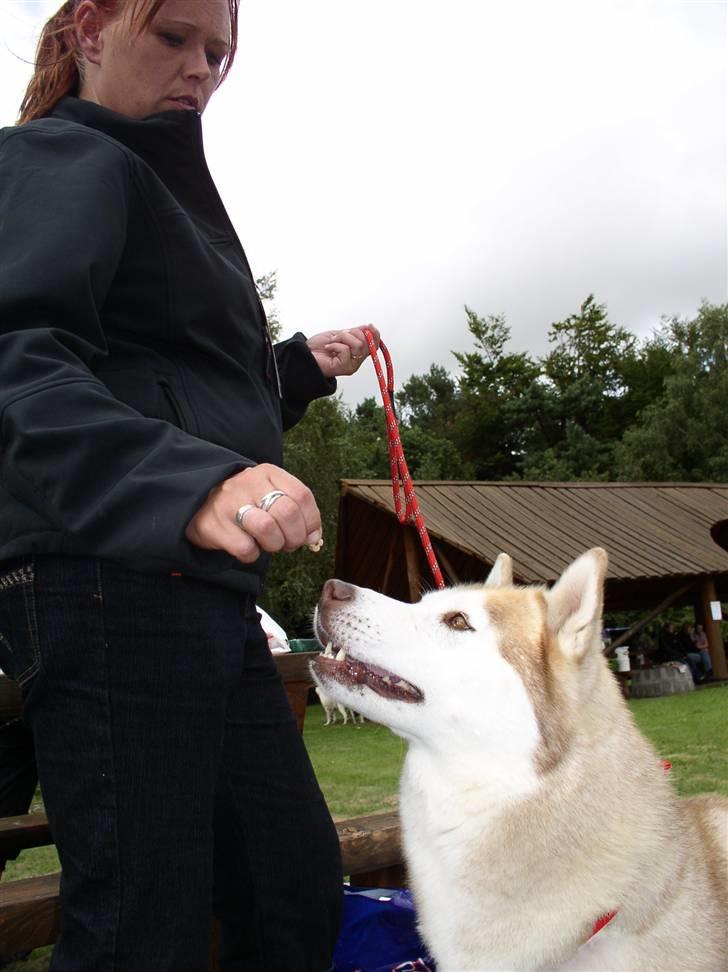 Siberian husky ziemaboras americanbeauty himmel hund - puha en varm dag har i ikke noget vand til mig??? billede 8