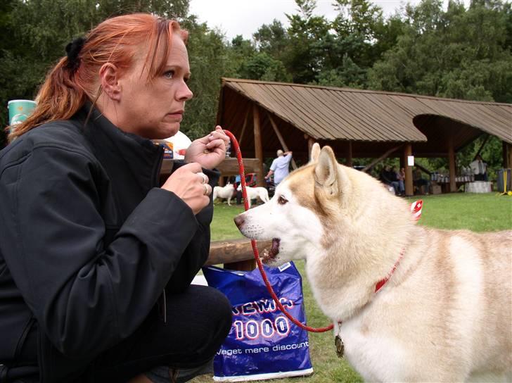 Siberian husky ziemaboras americanbeauty himmel hund - jaaa her vandt vi bis 1 på international jule udstilling i nørre åby haller 3/12- 2006 ved ddh billede 9