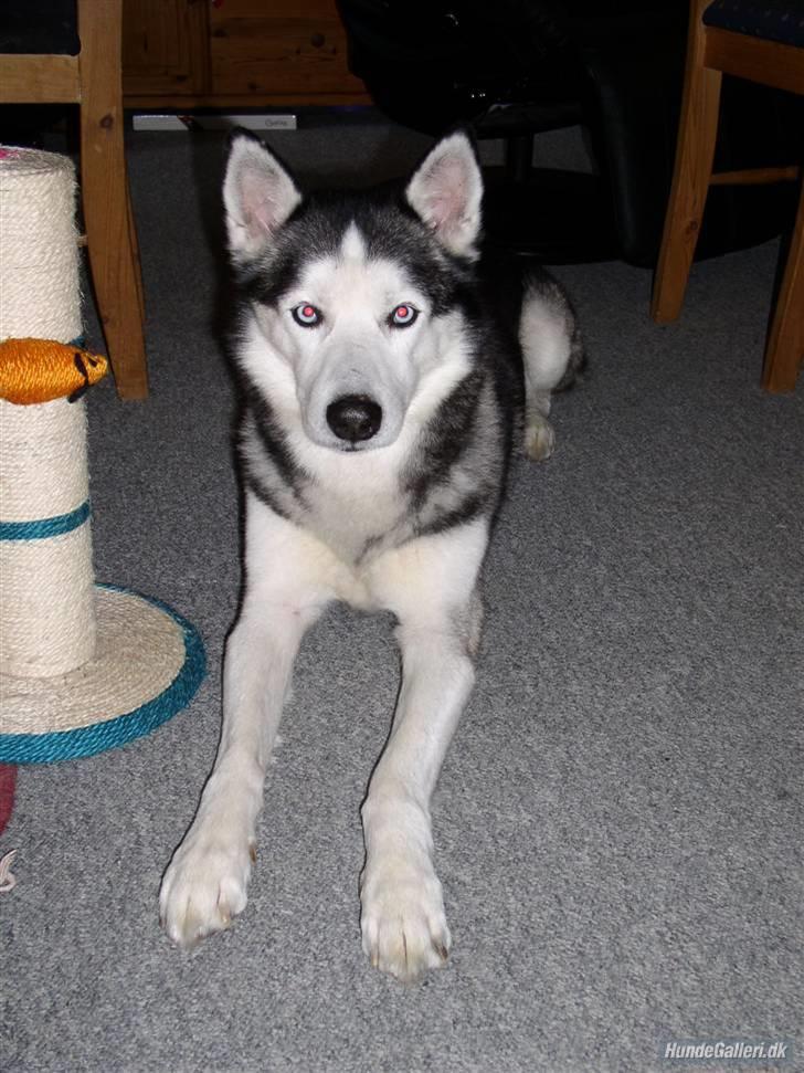 Siberian husky AKELA R.I.P. - der er akela foto model billede 1