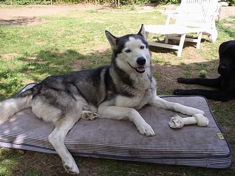 Siberian husky AKELA R.I.P. - her ligger jeg og feder den i skyggen, hvor ligger du?? billede 3