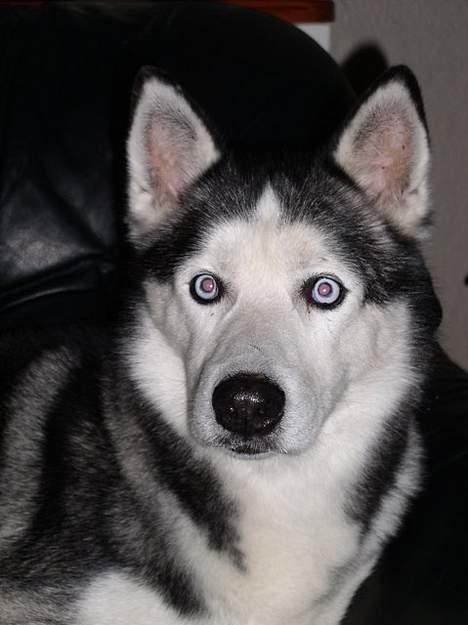 Siberian husky AKELA R.I.P. - tager lige en slapper i sofan er jo ved at være gammel sss billede 4