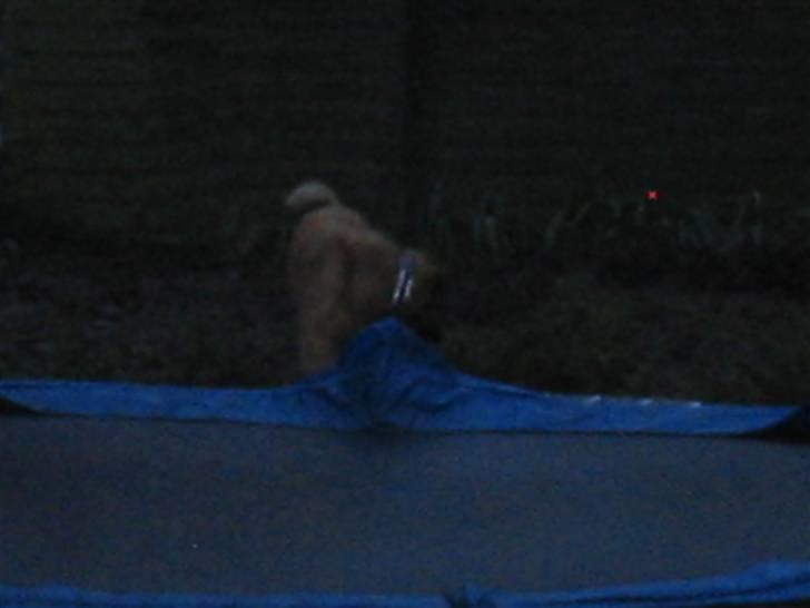 Blanding af racer Noah - Ja den kæmpe ting i græsplænen er altså mega sjov at lege med .. :) billede 14