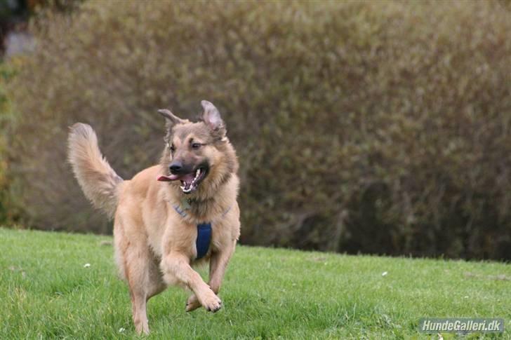 Blanding af racer Noah - Lalle glade hund :) (foto Ina d 9/10-07) billede 15