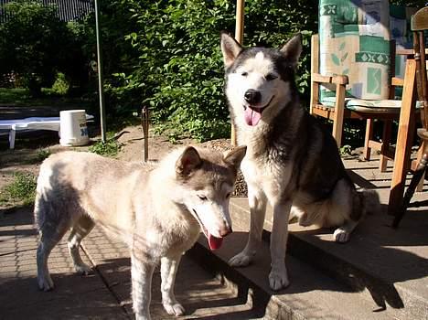 Siberian husky AKELA R.I.P. - det er så min kærste beauty og hun er bare dejlig billede 6