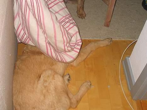 Blanding af racer Noah - DYNER OG NOAH! Han elsker dyner! :) billede 16