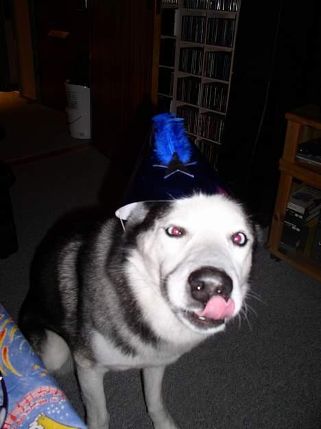 Siberian husky AKELA R.I.P. - haløjjj hvornår skal vi ha champa og hubde guf godt nyt år billede 7