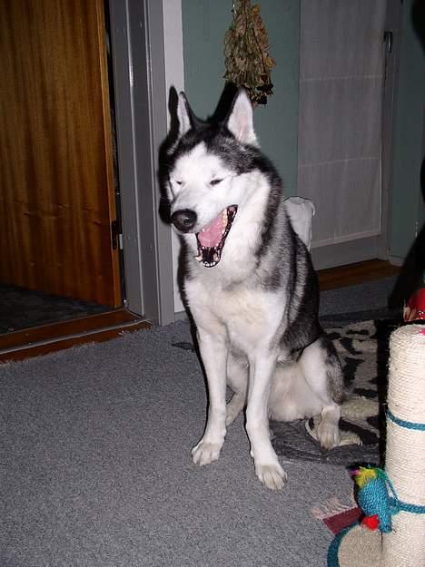 Siberian husky AKELA R.I.P. - far bliv færdig jeg er sååå træt bliv nuu færdig med at tag det billede billede 8