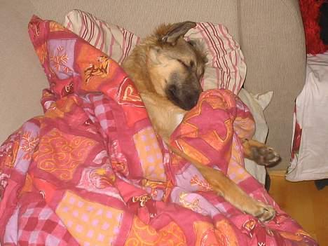 Blanding af racer Noah - Jeg blev altså træt Mor .. Håber du kan vente lidt med at ligge her? :) billede 17