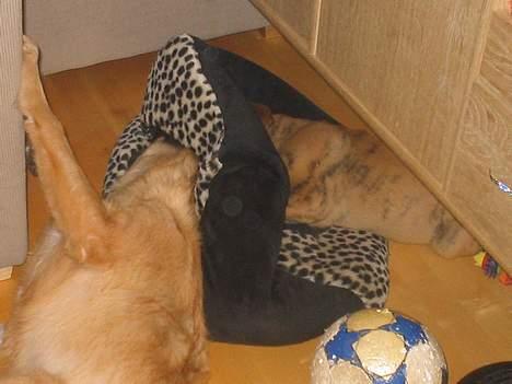 Blanding af racer Noah - Skrid Bette Fis!! Jeg huggede den altså før du flyttede ind.. :D billede 18