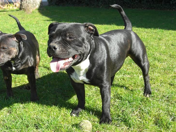 Staffordshire bull terrier Canaveral Port Erin RIP - Nyt, Albert 2 år, billede 2