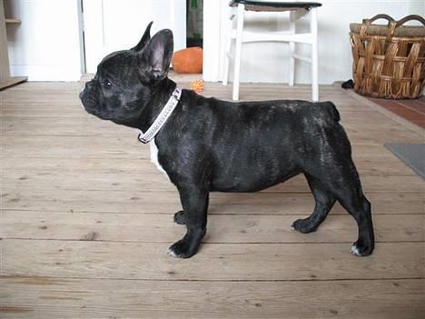 Fransk bulldog **Chick**("omplaceret") - Fiiint... :) Se de andre billeder i fotoalbummet .. :) billede 1