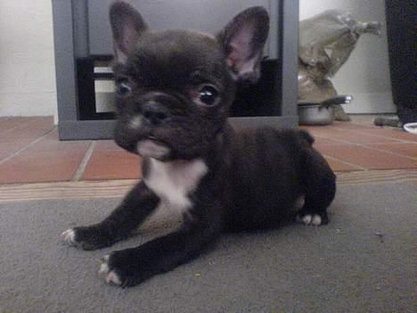 Fransk bulldog **Chick**("omplaceret") - Hihi ... billede 2