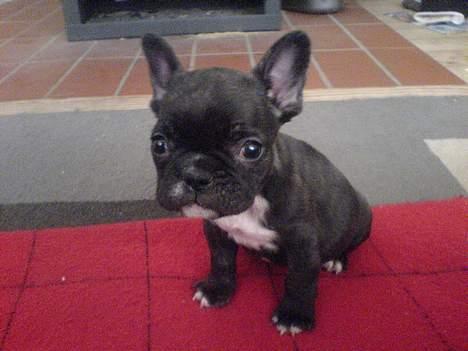 Fransk bulldog **Chick**("omplaceret") - GAb.. gider ik de billeder ... billede 3