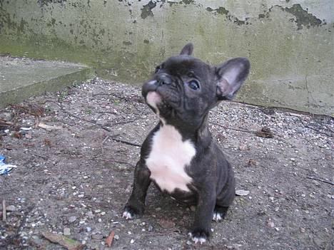 Fransk bulldog **Chick**("omplaceret") - Lige ude i det dejlige vejr .. Mmm .. Er JEG ik dejlig? billede 4