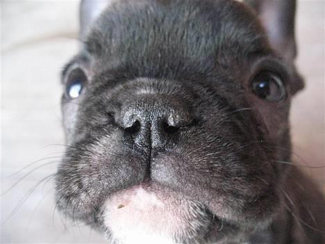 Fransk bulldog **Chick**("omplaceret") - Nærbillede hihi .. :D billede 5