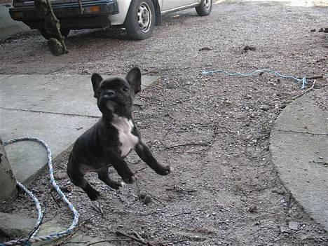 Fransk bulldog **Chick**("omplaceret") - Grr.. HOPSA .. Chick hopper efter en pind ;) hih :D billede 6