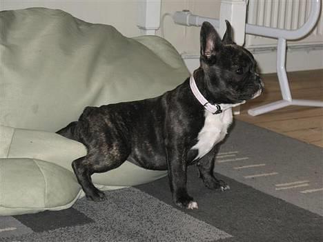 Fransk bulldog **Chick**("omplaceret") - Chick på udkig... Meeen røven følger ik liige med... billede 7