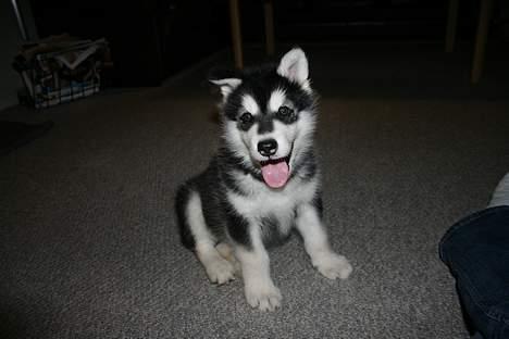 Alaskan malamute Maluq    R.I.P  august 2011 - hvis jeg sidder pænt , PLEJER der altså at komme en godbid billede 2