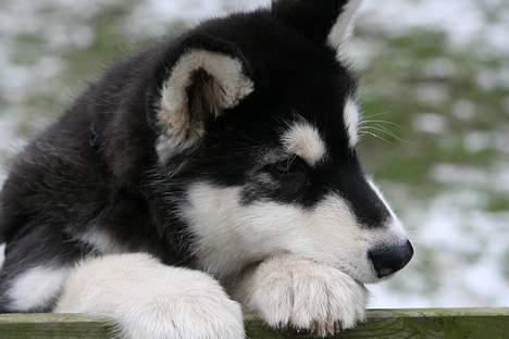 Alaskan malamute Maluq    R.I.P  august 2011 - HALLO nogen der gider slippe mig ud? billede 3