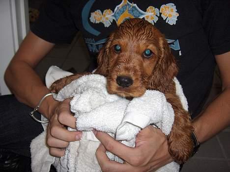 Cocker spaniel Smilla - Bad, uha... det er da koldt. billede 8